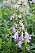 PENSTEMON ALICE HINDLEY