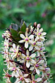 EUCOMIS POLE EVANS PURPUREA