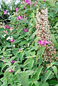 EUCOMIS POLE EVANS PURPUREA WITH SALVIA INVOLUCRATA,  RHS WISLEY: SEPT.