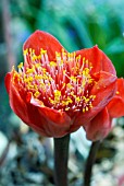 HAEMANTHUS COCCINEUS