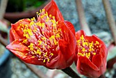 HAEMANTHUS COCCINEUS