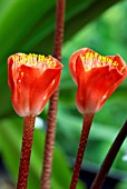 HAEMANTHUS COCCINEUS