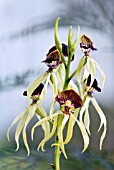 PROSTHECIA (ENCYCLIA) COCHLEATA