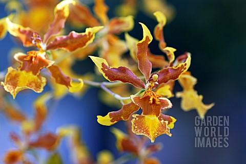 ODONTOGLOSSUM_X_WILSONARA_SOUTH_DOWNS