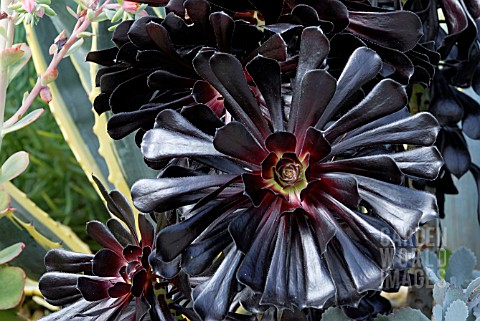 AEONIUM_ARBOREUM_ZWARTKOP