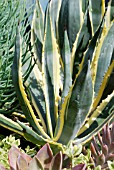 AGAVE AMERICANA VARIEGATA