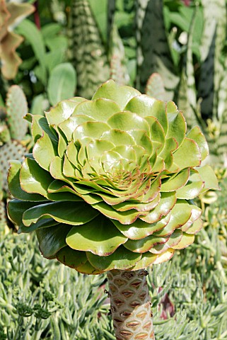 AEONIUM_UNDULATUM