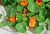 TROPAEOLUM MAJUS,  RYTON ORGANIC GARDENS,  WARWICKSHIRE: SEPT.