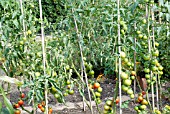 OUTDOOR TOMATOES GYPSY FESTIVAL (LEFT) AND HARBINGER (RIGHT),  RYTON ORGANIC GARDENS,  WARWICKSHIRE: SEPT.