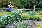 ORGANIC ALLOTMENT,  RYTON ORGANIC GARDENS,  WARWICKSHIRE: SEPT.