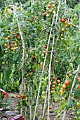 OUTDOOR TOMATOES GARDENERS DELIGHT,  RYTON ORGANIC GARDENS,  WARWICKSHIRE: SEPT.