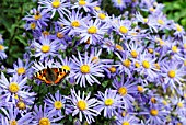 AGLAIS URTICAE (SMALL TORTOISEHELL BUTTERFLY), ON ASTER