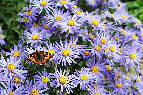 AGLAIS_URTICAE_SMALL_TORTOISEHELL_BUTTERFLY_ON_ASTER