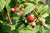 RASPBERRY AUTUMN BLISS,  RYTON ORGANIC GARDENS