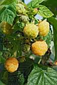 RUBUS IDAEUS FALL GOLD, (RASPBERRY FALL GOLD)