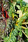 CHARD,  RYTON ORGANIC GARDENS,  WARWICKSHIRE: SEPT.