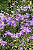 ASTER SONORA IN THE PICTON GARDEN,  OLD COURT NURSERIES