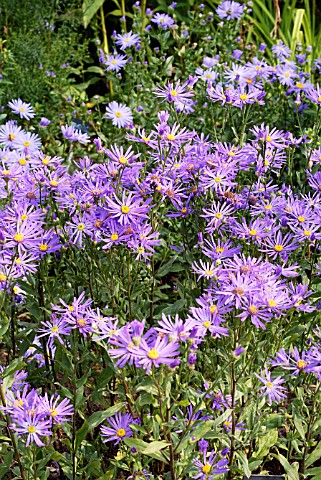 ASTER_SONORA_IN_THE_PICTON_GARDEN__OLD_COURT_NURSERIES