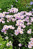 ASTER E.R.PULLUNG IN THE PICTON GARDEN,  OLD COURT NURSERIES,