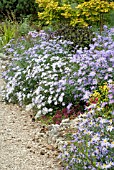 ASTERS IN BORDER AT THE PICTON GARDEN,  OLD COURT NURSERIES,  (NATIONAL COLLECTION OF AUTUMN FLOWERING ASTERS),  COLWALL,  MALVERN,  WORCESTERSHIRE: SEPT.