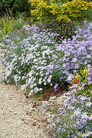 ASTERS_IN_BORDER_AT_THE_PICTON_GARDEN__OLD_COURT_NURSERIES__NATIONAL_COLLECTION_OF_AUTUMN_FLOWERING_