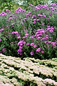 ASTER NOVAE ANGLIAE COLWALL GALAXY WITH SEDUM HERBSTFREUDE