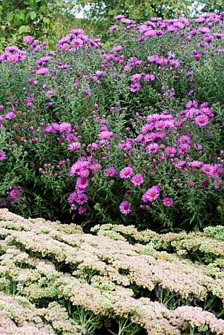 ASTER_NOVAE_ANGLIAE_COLWALL_GALAXY_WITH_SEDUM_HERBSTFREUDE
