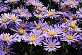 ASTER AMELLUS GRUNDER