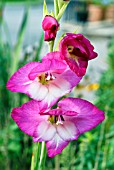 GLADIOLUS PERSEUS