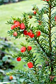 ARILS OF TAXUS BACCATA (COMMON YEW)
