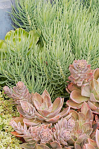 GRAPTOVERIA_WITH_APTENIA_CORDIFOLIA_VARIEGATA__SENECIO__AND_AEONIUM_UNDULATUM