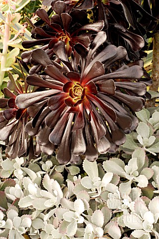 AEONIUM_ARBOREUM_ZWARTKOP_WITH_KALANCHOE_PUMILA