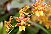 WILSONARA SUSSEX GOLD,  ORCHID