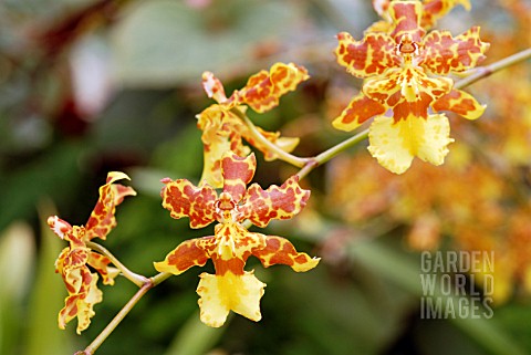 WILSONARA_SUSSEX_GOLD__ORCHID