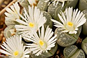 LITHOPS MARMORATA,  LIVING STONES