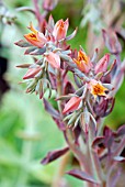 ECHEVERIA CURLY LOCKS