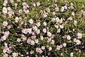 ASTER TURBINELLUS