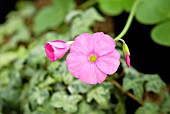 OXALIS TETRAPHYLLA