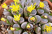 LITHOPS OLIVACEA VAR. NEBROWNII,  LIVING STONES