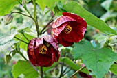 ABUTILON NABOB