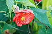 ABUTILON ASHFORD RED