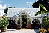 THE ALITEX TRADITIONAL GLASSHOUSE,  AT RHS WISLEY: OCTOBER. COLOCASIA ESCULENTA BLACK MAGIC IN CONTAINERS AT EITHER SIDE OF DOOR