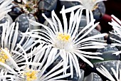 LITHOPS MARMORATA,  LIVING STONES