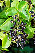 BERRIES OF LIGUSTRUM TSCHONOSKII