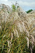 MISCANTHUS SINENSIS FLAMINGO