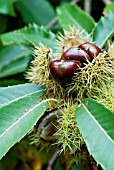 CASTANEA SATIVA,  SWEET CHESTNUTS