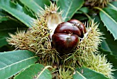 CASTANEA SATIVA,  SWEET CHESTNUTS