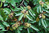 CASTANEA SATIVA,  SWEET CHESTNUTS ON THE TREE