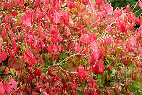 EUONYMUS_ALATUS_VAR_APTERUS