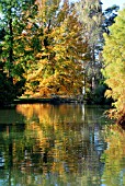 REFLECTIONS OF NYSSA SYLVATICA WISLEY BONFIRE,  TAXODIUM DISTICHUM,   IN SEVEN ACRES LAKE AT RHS WISLEY: LATE OCTOBER